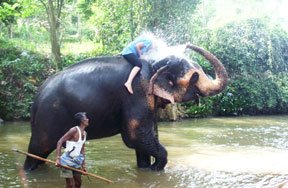 Sri Lanka Elephant Volunteer Project 