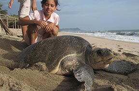 Sea Turtle Conservation Program