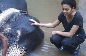 Work in elephant orphanage (Kegalle)