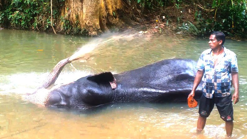 Kegalle Elephant Project Sri lanka