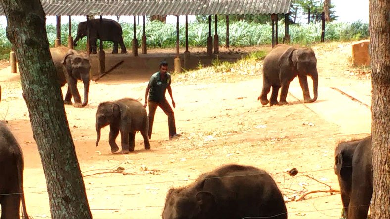 Sri Lanka Udawela Elephant Caring