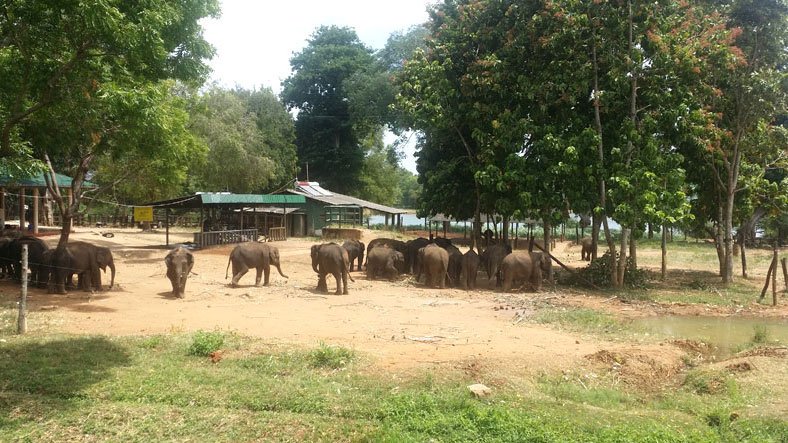 Sri Lanka Udawela Elephant Volunteer
