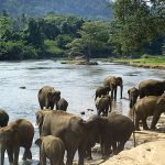 Animal Conservation Volunteering Abroad Projects