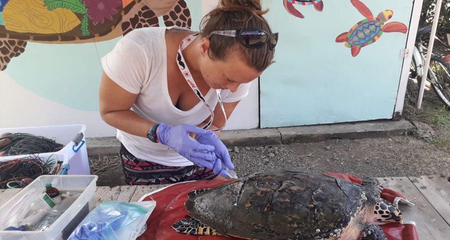 turtle conservation in costa rica