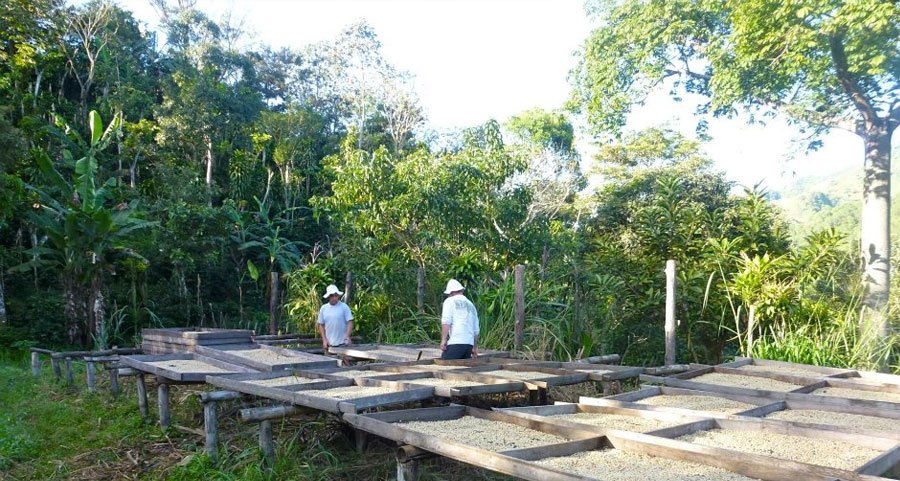 coffee farming project in costa rica