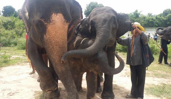 volunteer elephant thailand